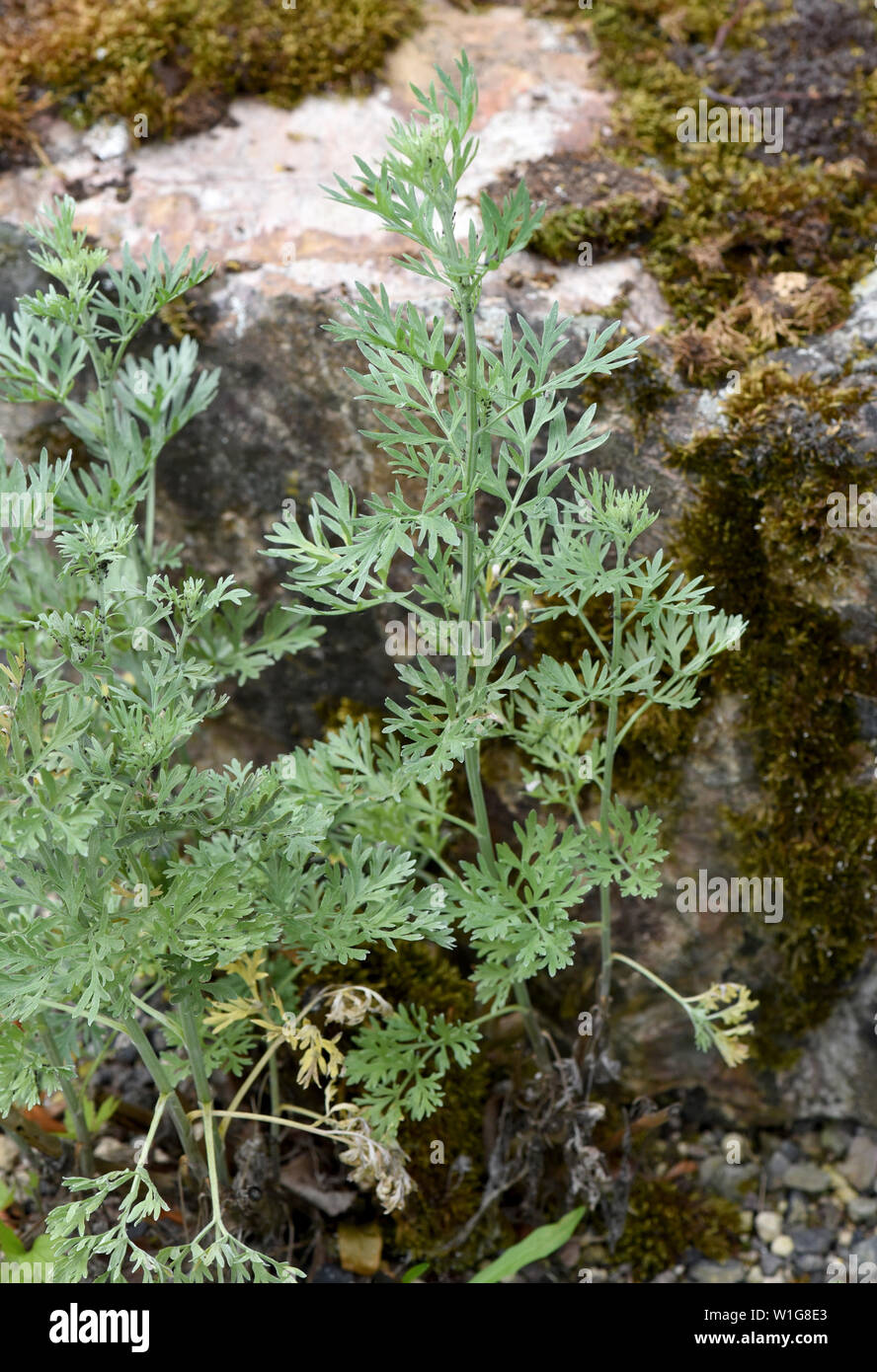 Wermut, Artemisia Absinthium, Stockfoto