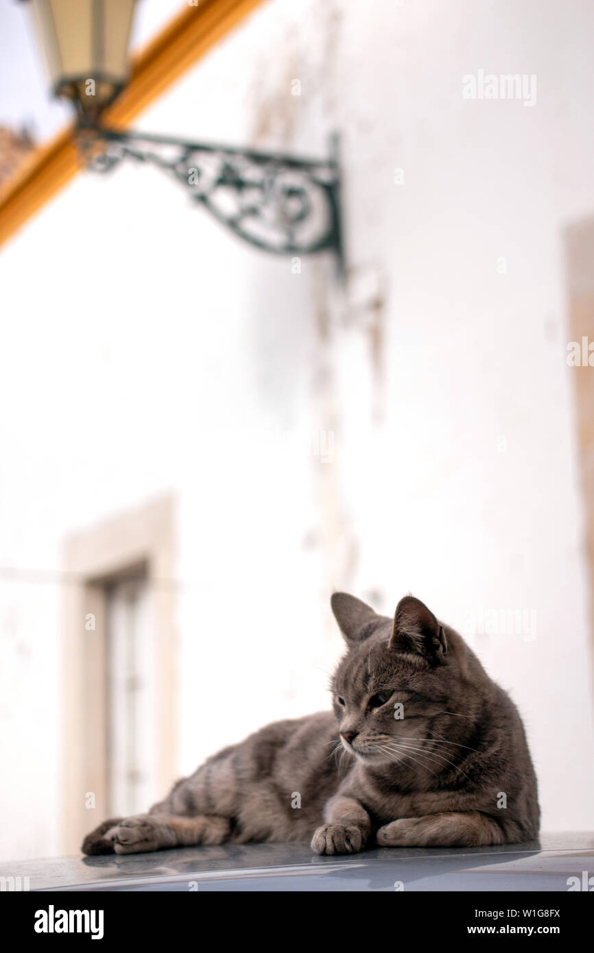 Nahaufnahme eines erholsamen Hauskatze auf Auto. Stockfoto