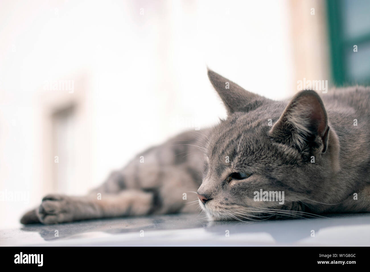 Nahaufnahme eines erholsamen Hauskatze auf Auto. Stockfoto
