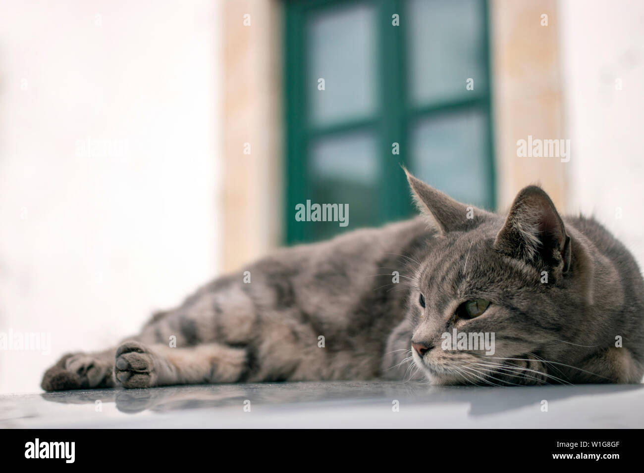 Nahaufnahme eines erholsamen Hauskatze auf Auto. Stockfoto