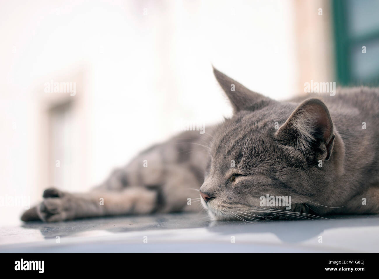 Nahaufnahme eines erholsamen Hauskatze auf Auto. Stockfoto