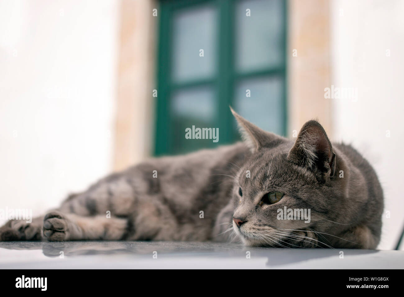 Nahaufnahme eines erholsamen Hauskatze auf Auto. Stockfoto