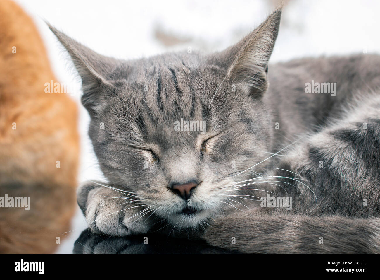 Nahaufnahme eines erholsamen Hauskatze auf Auto. Stockfoto