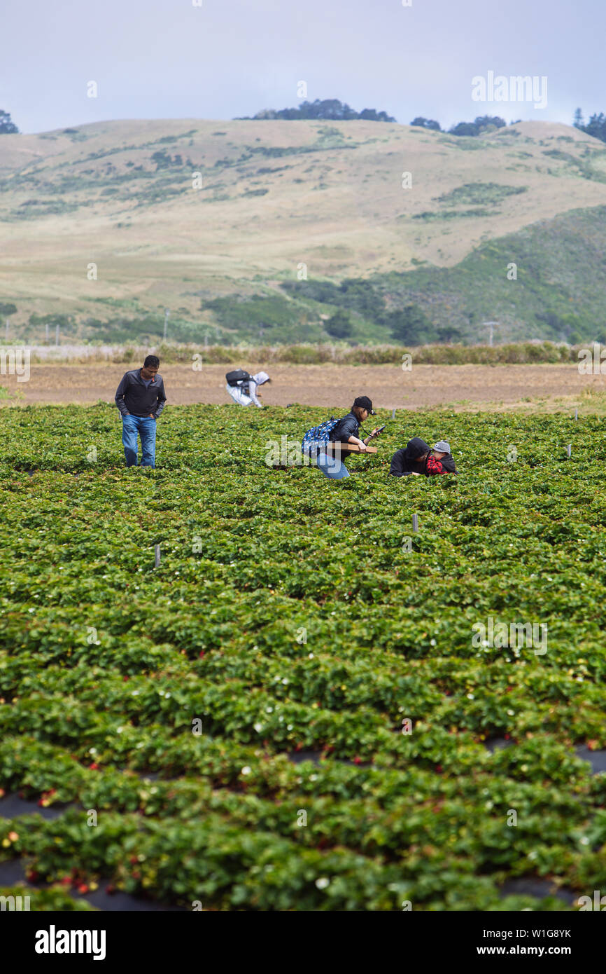 Touristen ernten die Bio Strawberry Swanton Berry Farm, Davenport, Kalifornien, USA Stockfoto