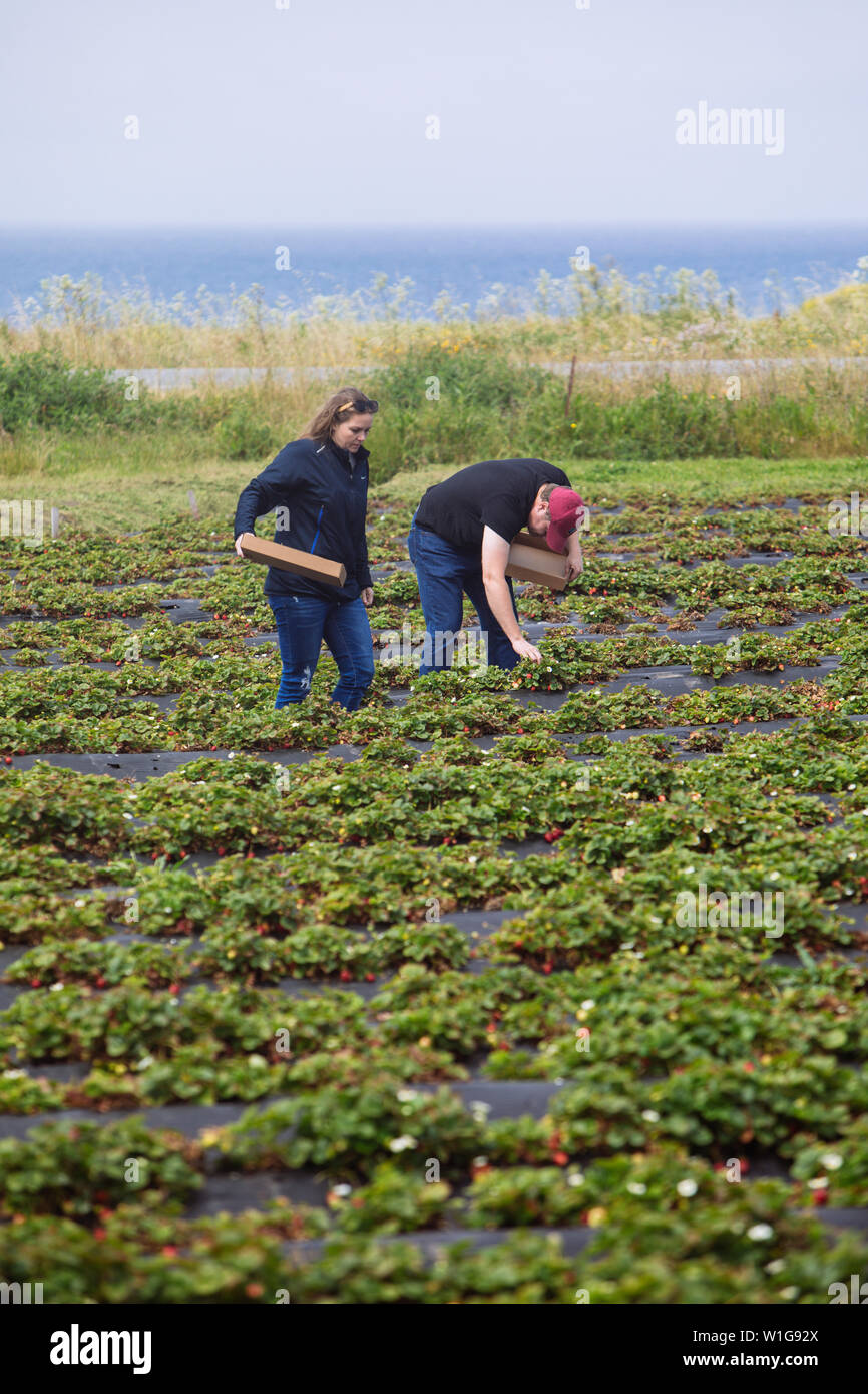 Ein Paar, das die Swanton Berry Farm von Organic Strawberry in Davenport, Kalifornien, USA, sammelt Stockfoto