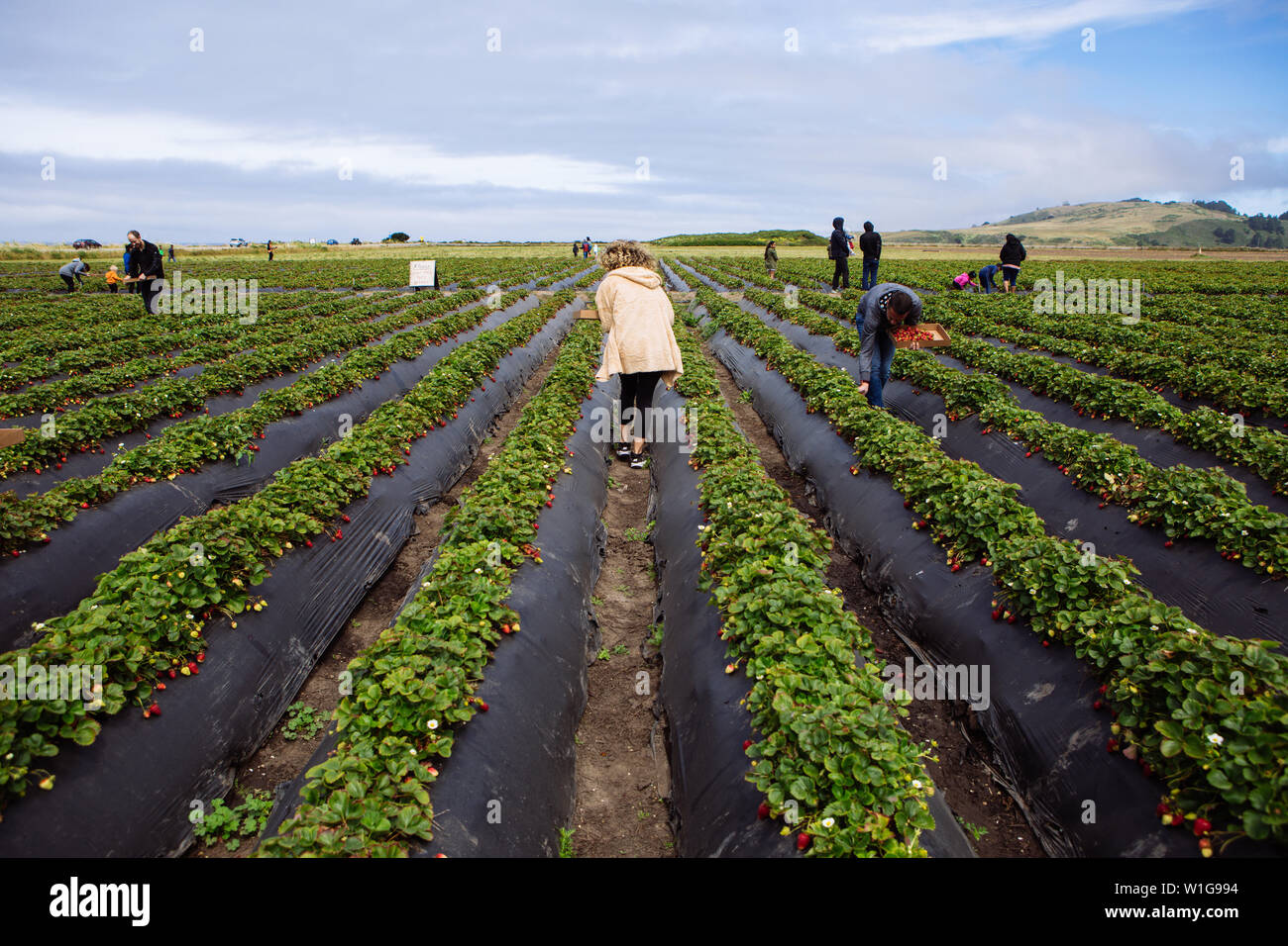 Menschen sammeln Bio Erdbeer Swanton Berry Farm, Davenport, Kalifornien, USA Stockfoto