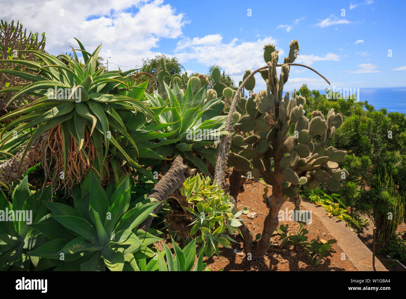 Sukkulenten Garten mit Kakteen in Madeira, Portugal Stockfotografie - Alamy