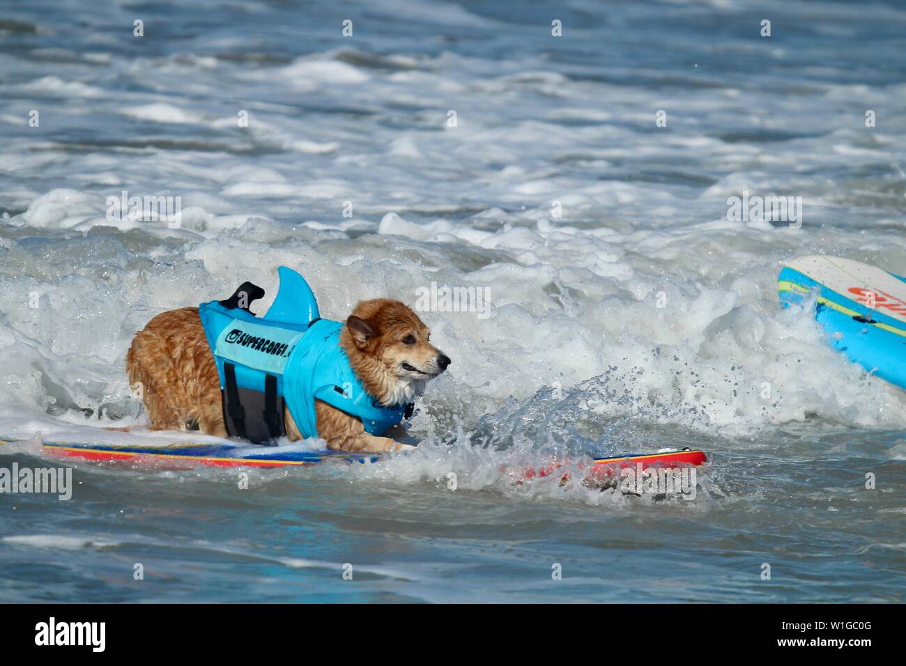 Corgi Hund Hund Surfen Surfen an einer Veranstaltung in Huntington Beach, Kalifornien Stockfoto