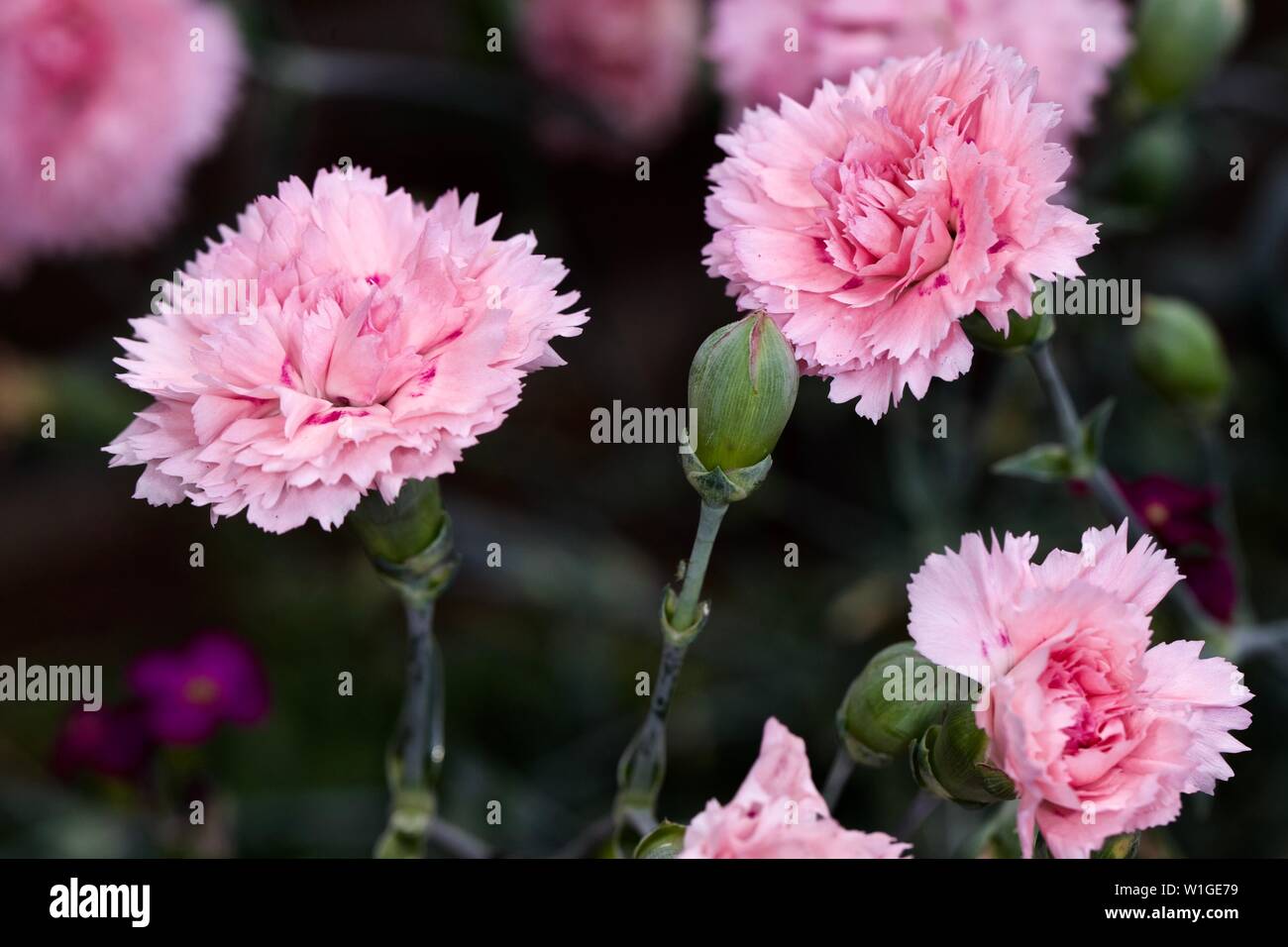 Dianthus plumarius "Zuckerwatte" Stockfoto