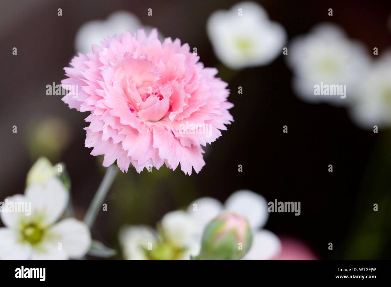 Dianthus plumarius "Zuckerwatte" Stockfoto