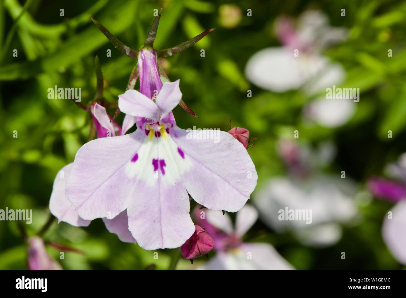 Lobelia pendula Cascade Lila Stockfoto