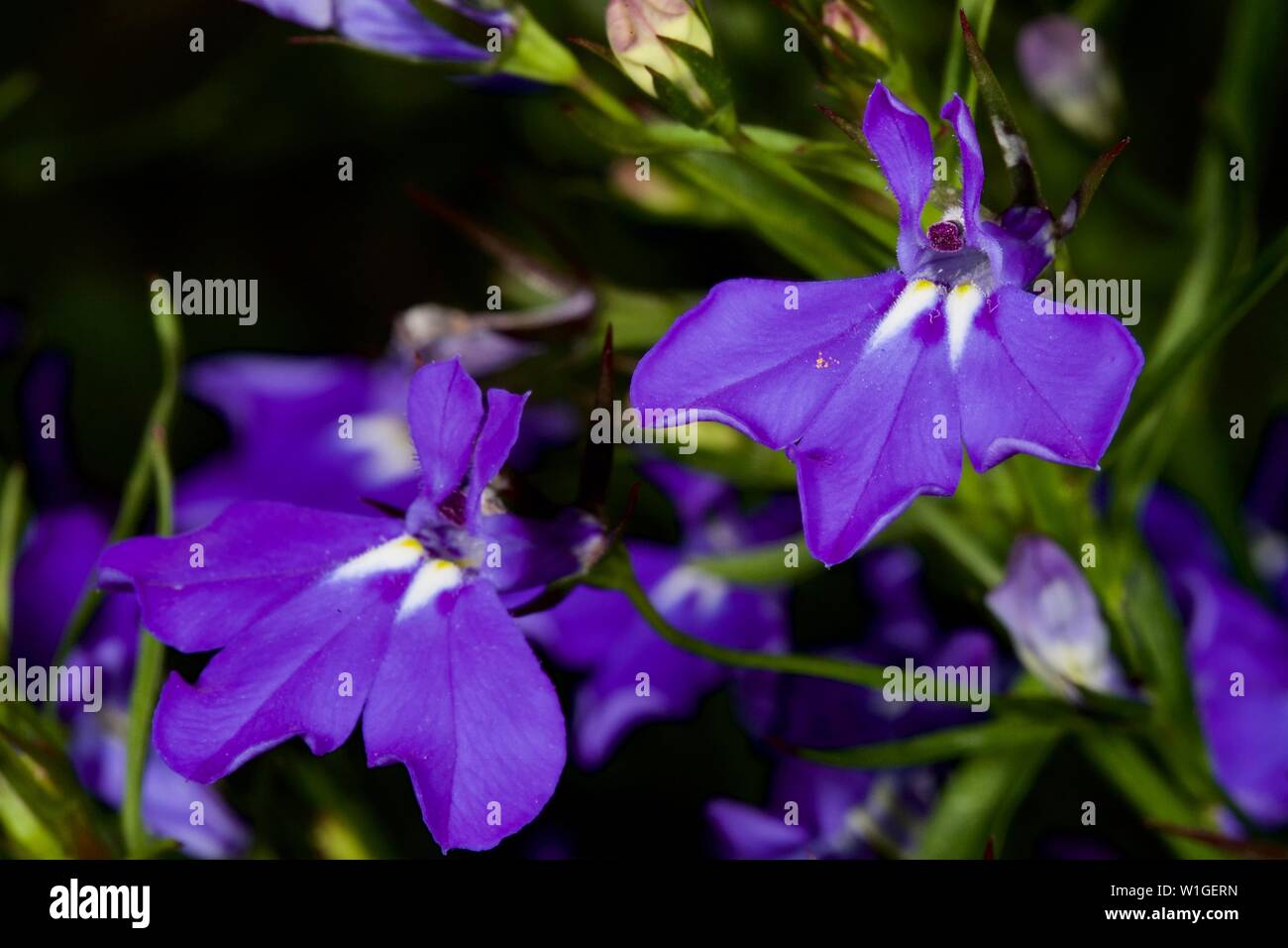 Lobelia erinus 'Mrs Clibran' Stockfoto