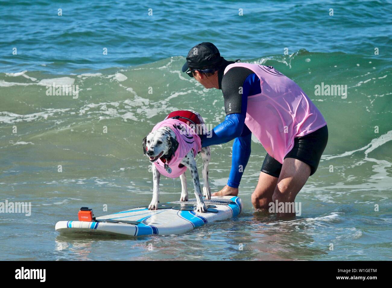 Dalmatiner Hund Surfen in einem Hund surfen Wettbewerb in Huntington Beach, Kalifornien Stockfoto