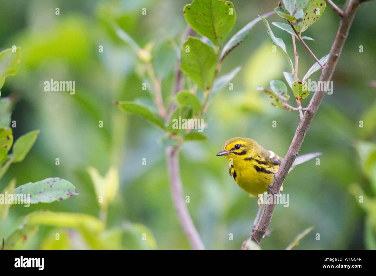 Eine kleine Prairie Warbler thront auf einem offenen Zweig durch grüne Blätter in weiches Licht umgeben. Stockfoto