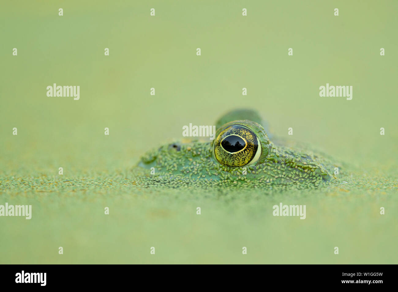 Ein Frosch Auge Stick aus dem Wasser und Wasserlinsen mit einer glatten grünen Hintergrund und Bäume in ihren Augen wider. Stockfoto