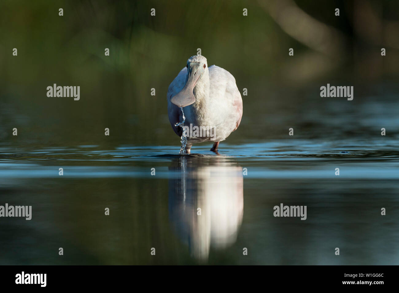 Eine weiße Rosalöffler hat Wasser tropft aus dem breiten Schnabel, wie es im flachen Wasser mit einer Reflexion in den späten Abend Licht steht. Stockfoto