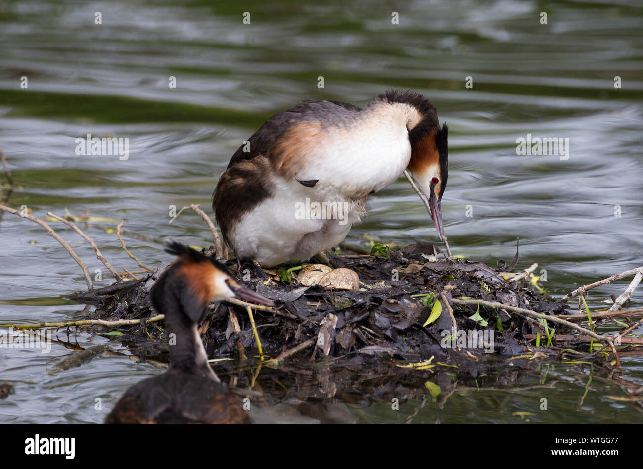 Haubentaucher, Podiceps cristatus, zwei Erwachsene, ein stehend auf Nest mit Eiern. Lea Valley, Essex, Großbritannien. Stockfoto