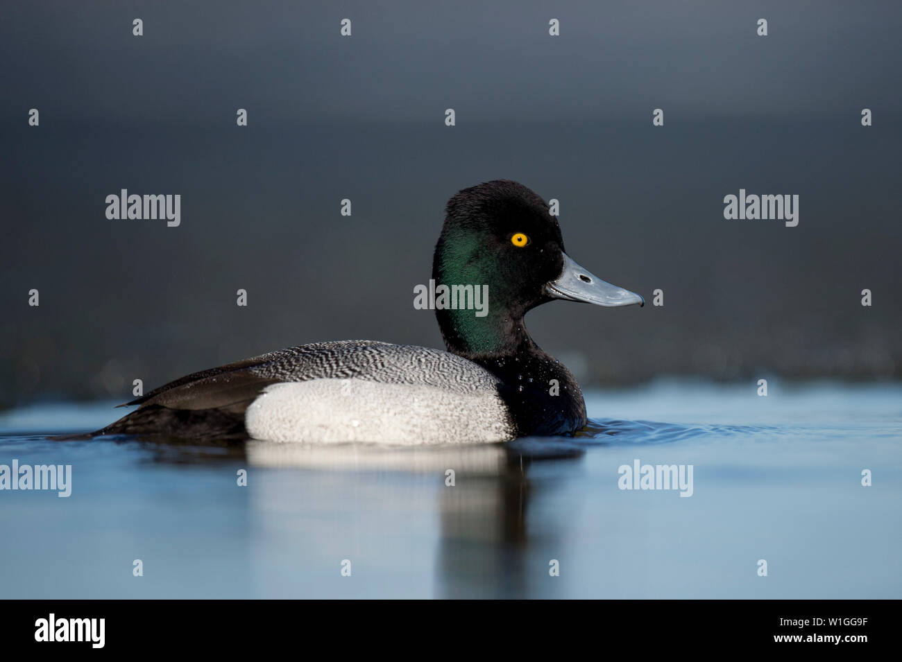 Eine schwarze und weiße Lesser Scaup schwimmt auf dem Wasser in der hellen Sonne mit seiner leuchtend gelben Auge heraus. Stockfoto