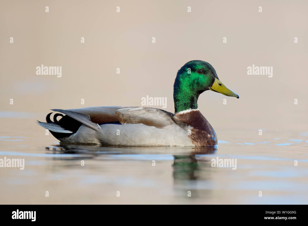 Eine bunte männliche Stockente seine helle grüne Kopf an einem sonnigen Tag mit eine leichte Bräunung Hintergrund schweben auf dem Wasser. Stockfoto