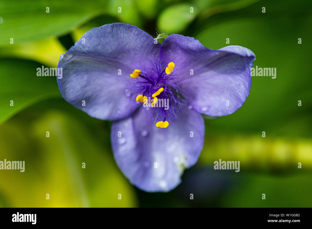 Die Blüte einer gemeinsamen spiderwort (Tradescantia virginiana) Stockfoto