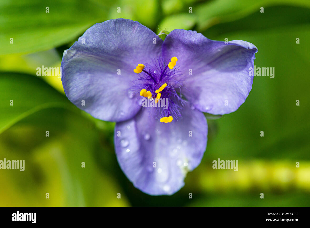 Die Blüte einer gemeinsamen spiderwort (Tradescantia virginiana) Stockfoto
