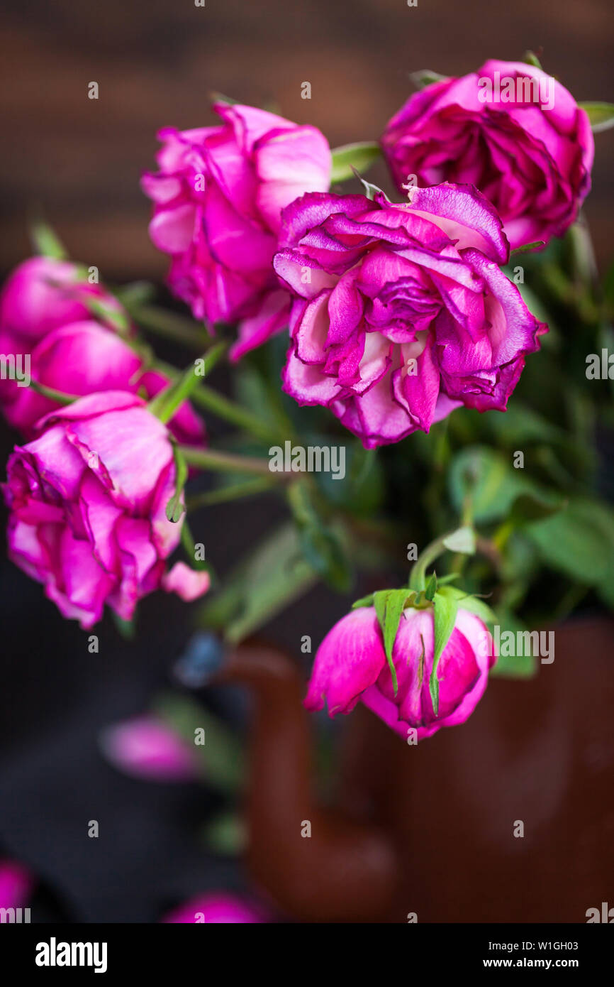 Blass lila Rosen Blumen auf Holz- Hintergrund, Nahaufnahme, selektiver Fokus Stockfoto