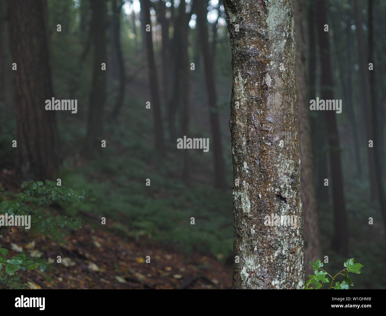 Ein Wald in der Yorkshire Landschaft. Stockfoto