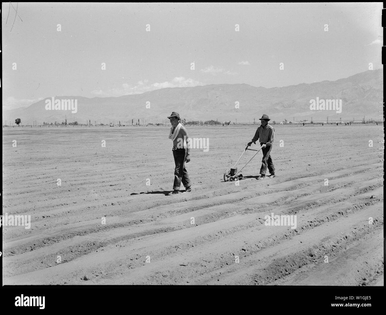 Manzanar Relocation Center, Manzanar, Kalifornien. Hank Oba, 19 (links) und Ken Oba, 20, Brüder fr. . .; Umfang und Inhalt: Der vollständige Titel für dieses Foto lautet: manzanar Relocation Center, Manzanar, Kalifornien. Hank Oba, 19 (links) und Ken Oba, 20, Brüder aus Venedig, in Kalifornien, in Betrieb eine hand Pflanzmaschine für die Aussaat Zwiebel Samen an der Relocation Center zusammenarbeiten. Stockfoto