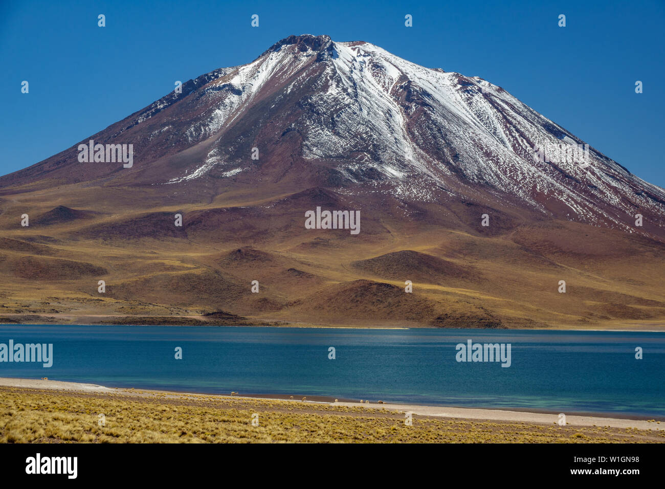 Miscanti Lagune gegen schneebedeckte Vulkan und Vicugna vicugnas, Atacama Highlands Stockfoto