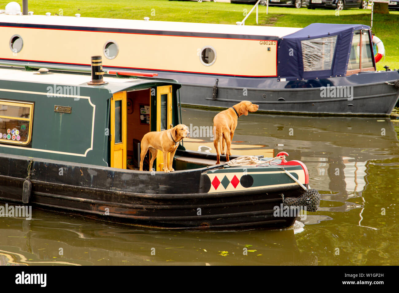 Zwei Hunde auf einem longboat in Ely. Stockfoto