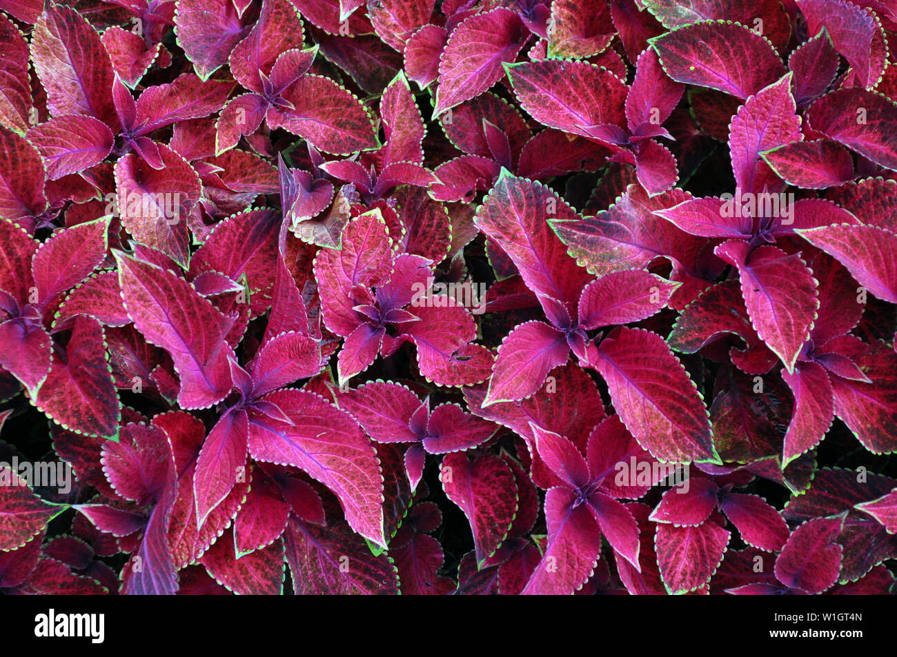 Leuchtend rote Blätter der mehrjährige Pflanze Coleus, plectranthus scutellarioides. Dekorative red velvet coleus Fairway Pflanzen. Stockfoto