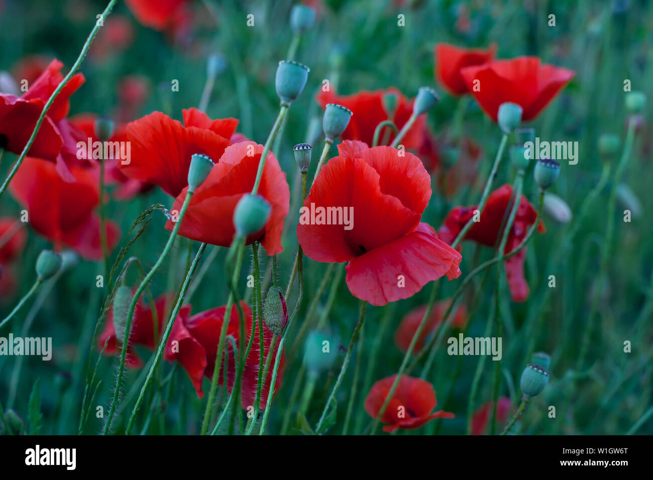 Klatschmohn Blumenwiese im Frühling Stockfoto