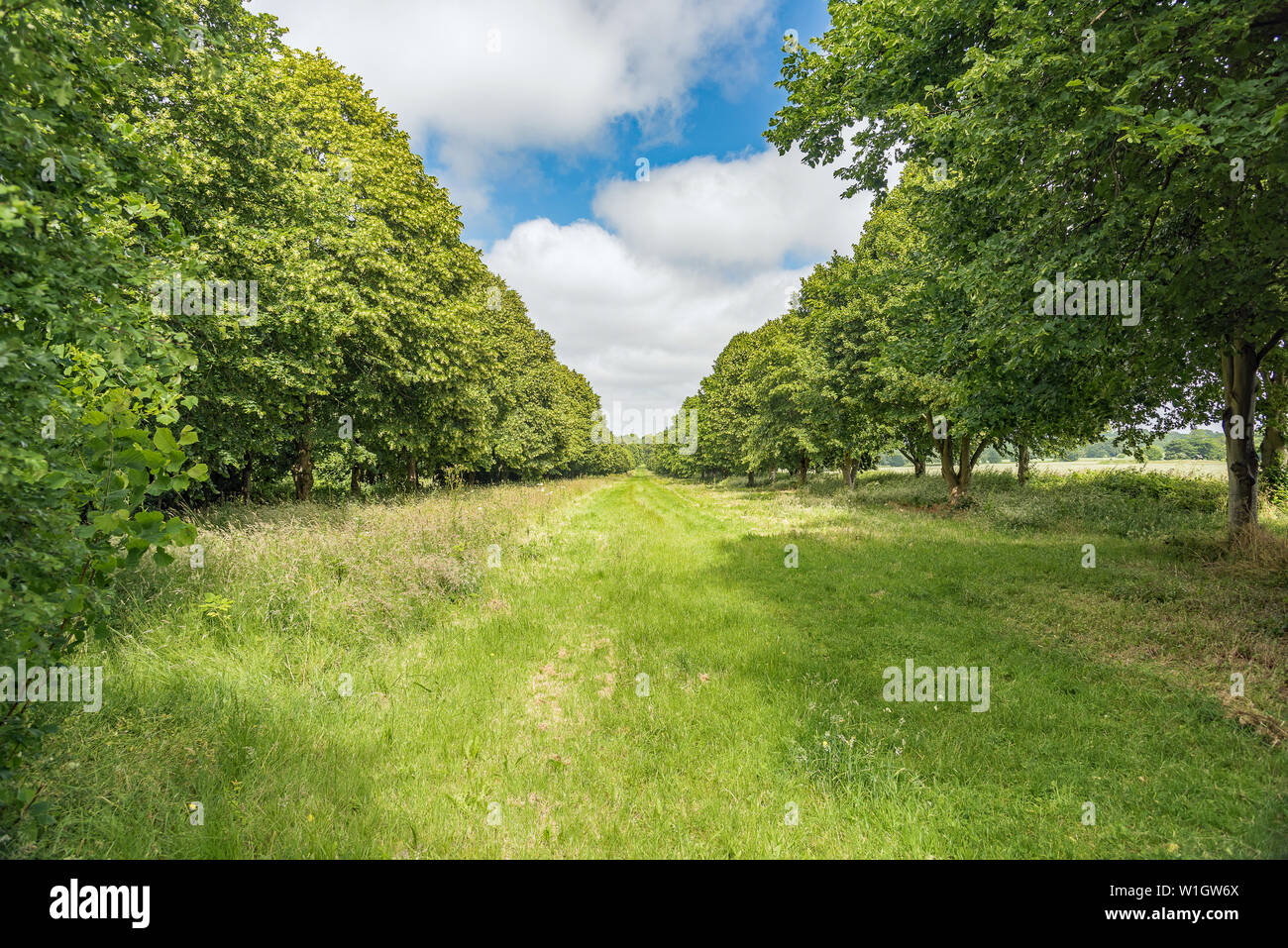 Kalk Lane Ansichten - Cobham Hall - Großbritannien Stockfoto