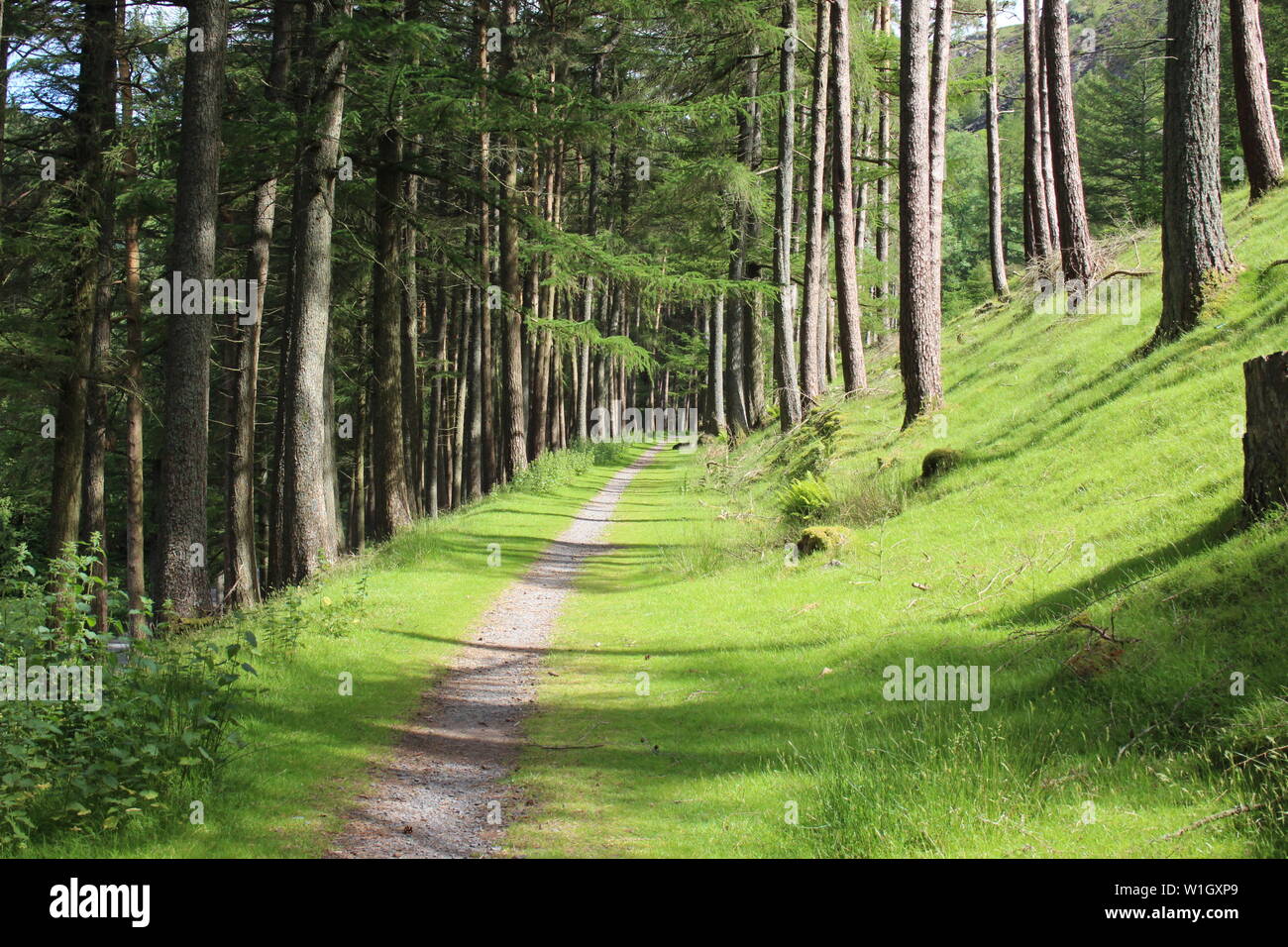 Ein Sommer Spaziergang durch die Kiefern neben Garreg-Ddu Behälter in Richtung Pen-y-Garreg Damm im Sonnenschein, Elan Valley, Juli 2019 Stockfoto