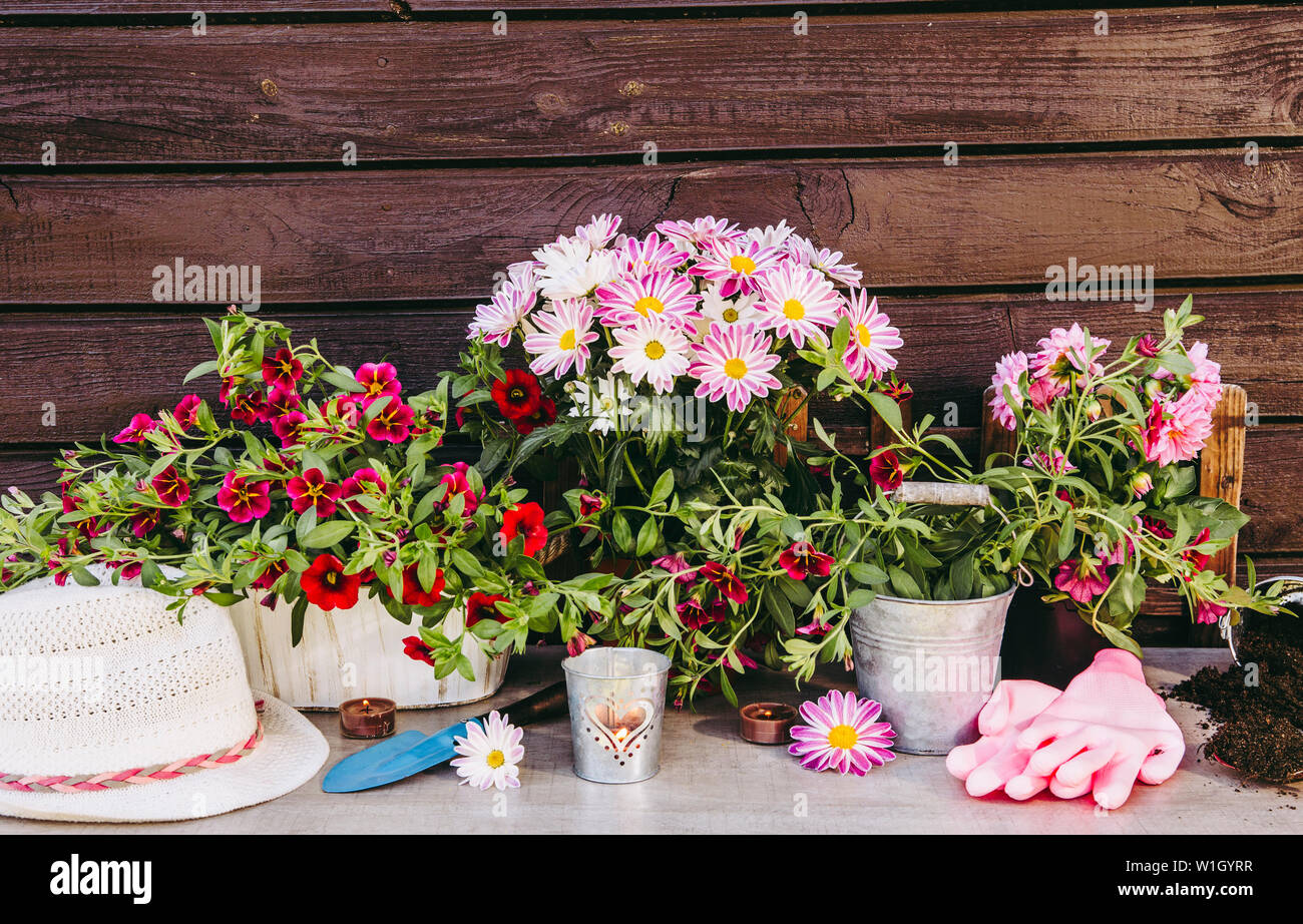 Viele verschiedene rosa Blume Blumen in Töpfe und verschiedene Gartengeräte auf Holz Tisch, mit braunem Holz- Vorstand Hintergrund. Sommer im Garten co Stockfoto