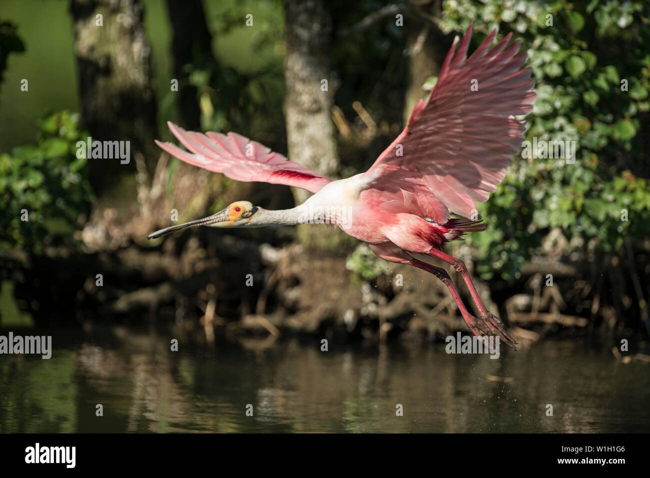 Rosige Löffler im Flug Stockfoto