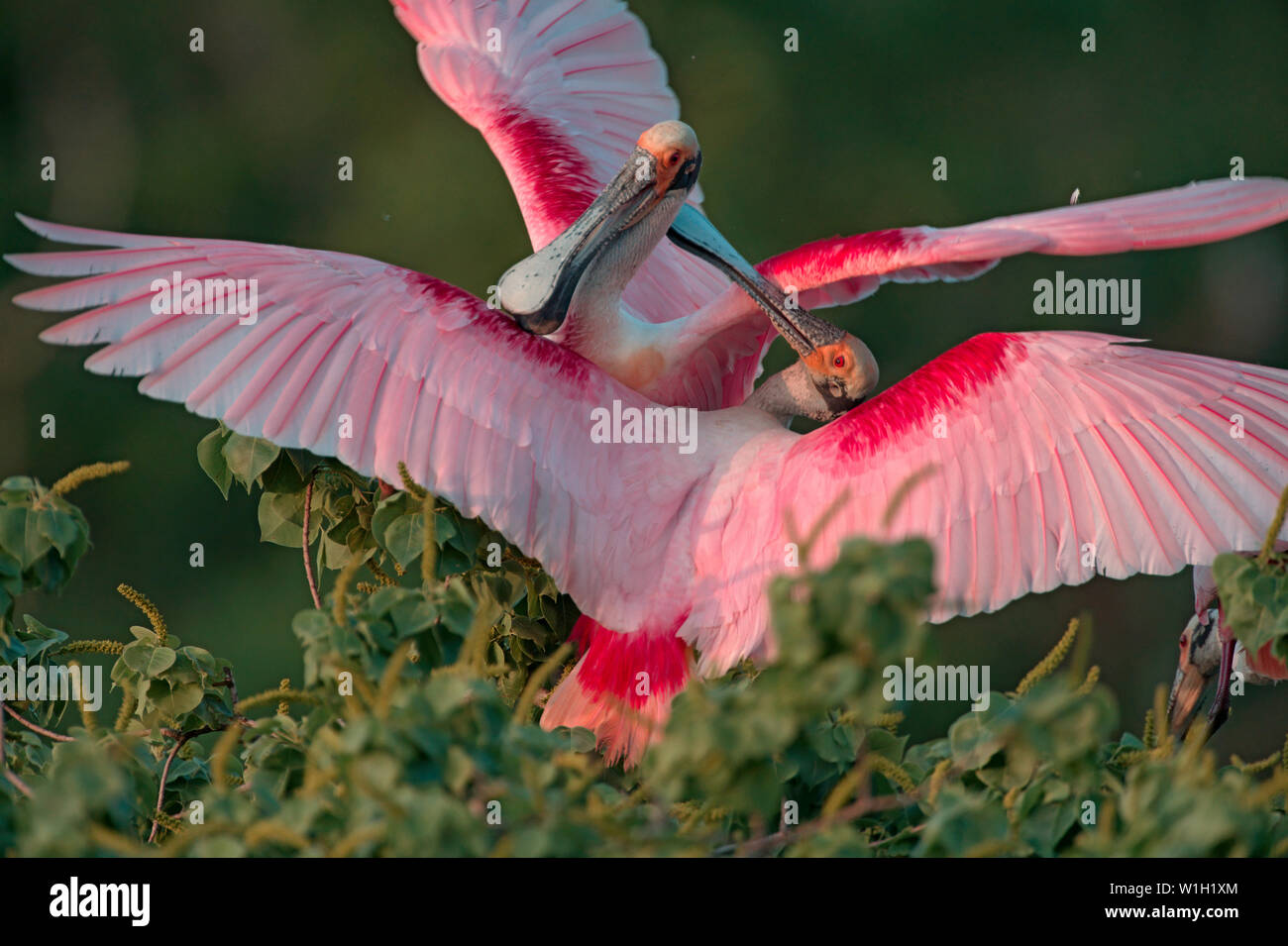 Roseate Löffler Kämpfen Stockfoto