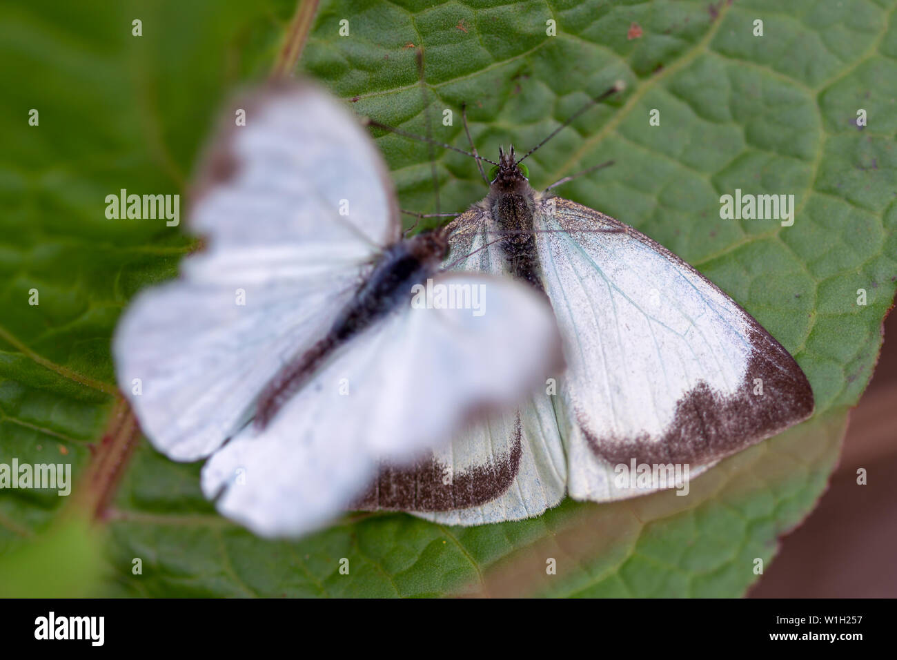 Makrofotografie von zwei großen südlichen White Butterfly in verschiedenen Schritten der Umwerbung, auf einem Blatt. In den Anden von zentraler Co erfasst Stockfoto