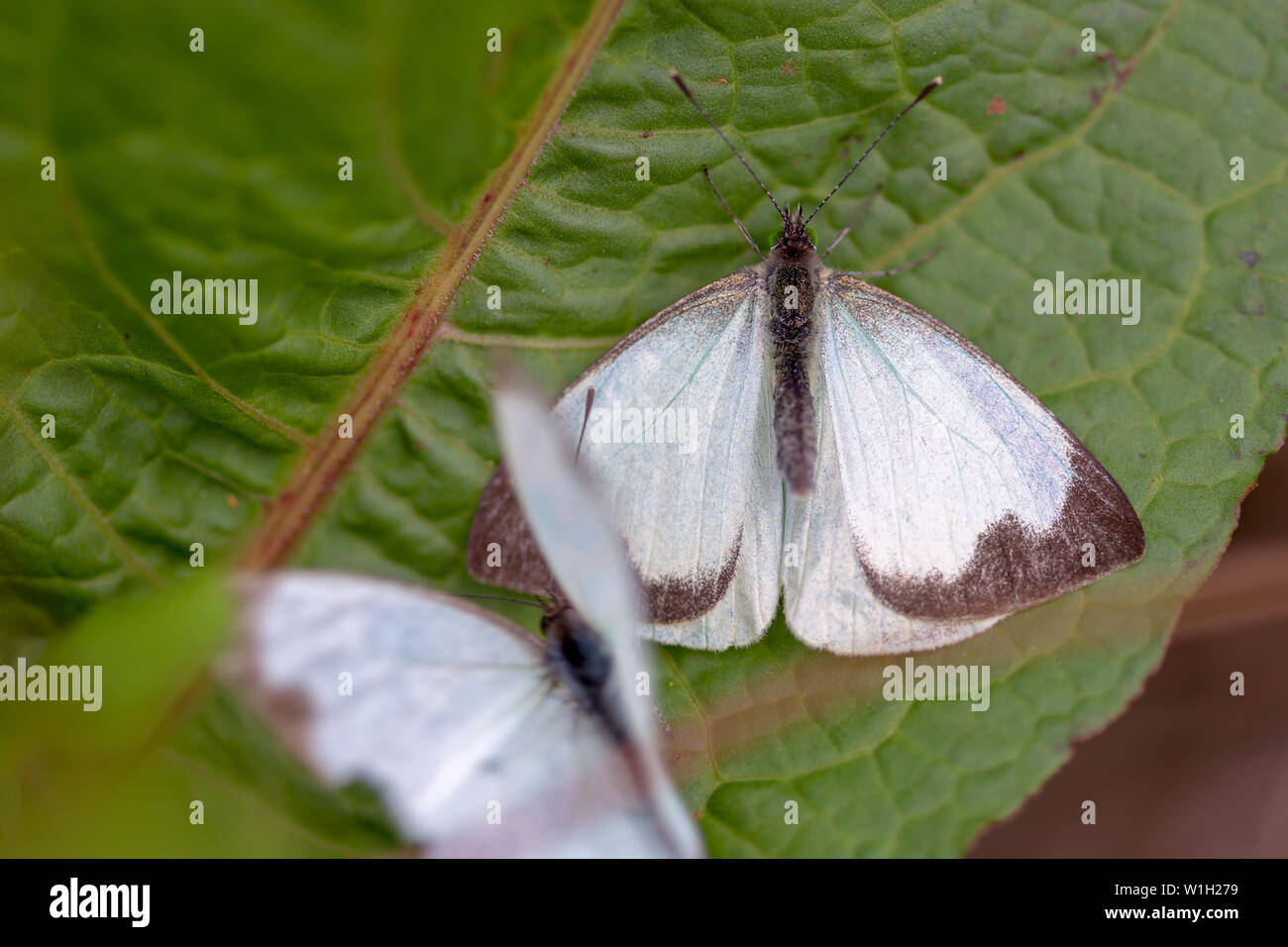 Makrofotografie von zwei großen südlichen White Butterfly in verschiedenen Schritten der Umwerbung, auf einem Blatt. In den Anden von zentraler Co erfasst Stockfoto