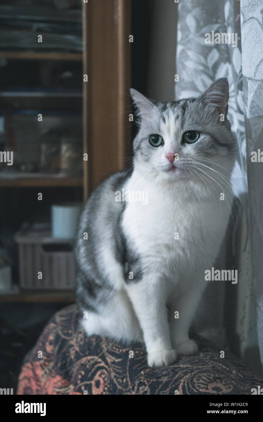 Schnauze schöne graue Katze. schöne Weiß mit grauem Streifen Katze sitzt in einer gemütlichen Atmosphäre. Britische Katze mit grünen Augen Stockfoto