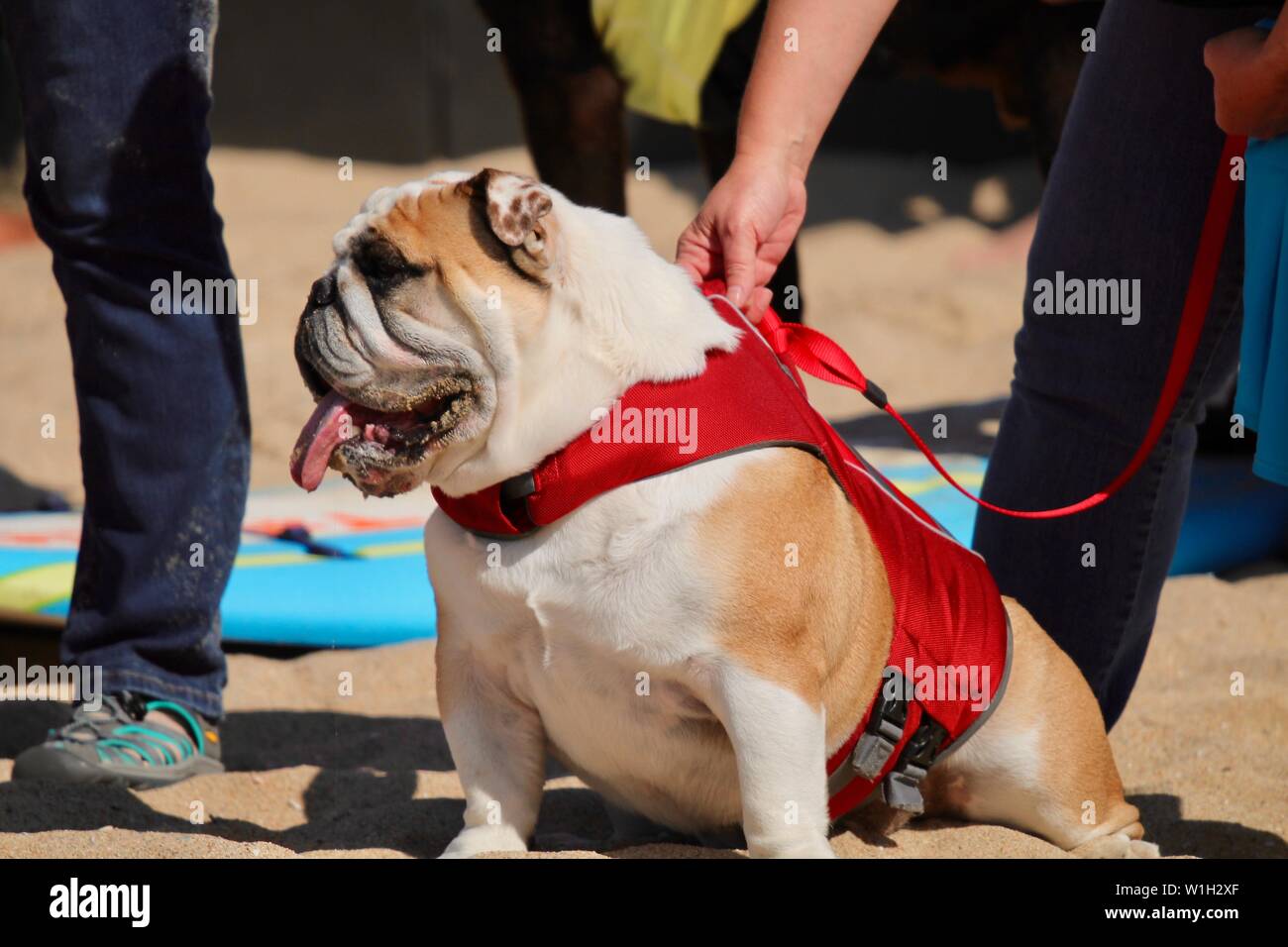 Englische Bulldogge zu einem Hund surfen Ereignis Stockfoto