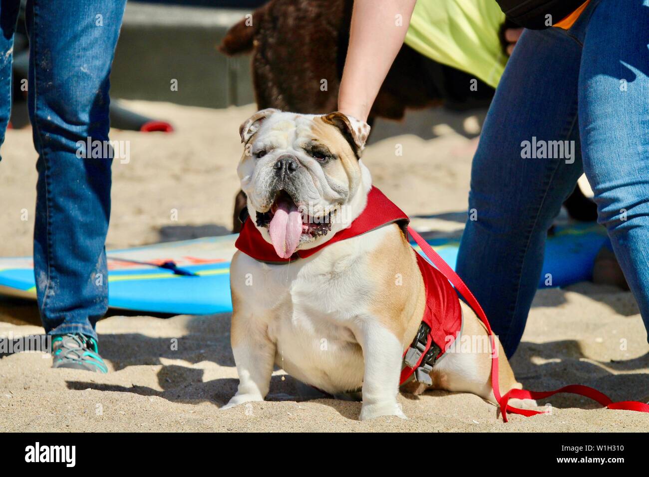 Englische Bulldogge zu einem Hund surfen Ereignis Stockfoto
