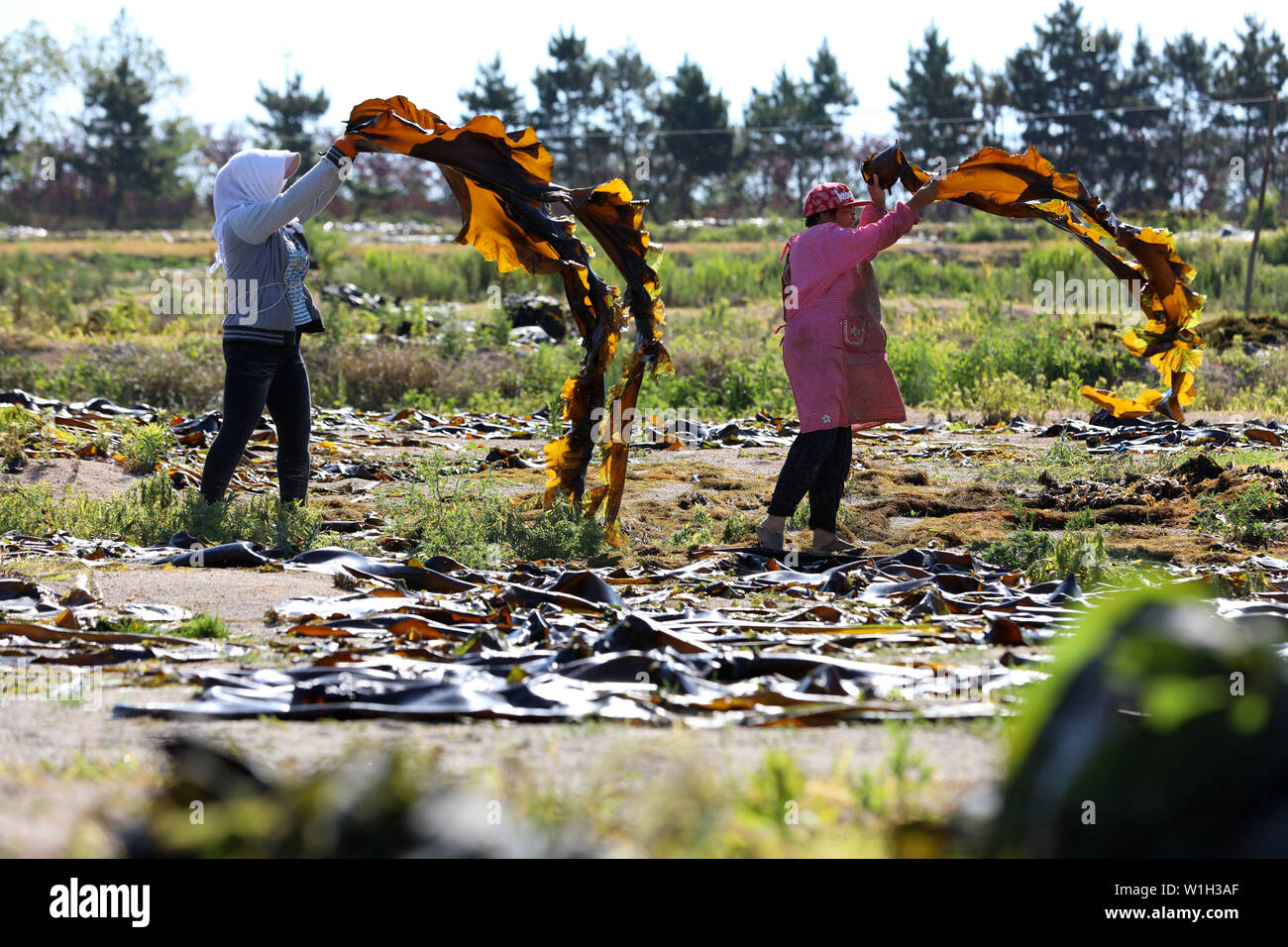 Shandong, China. 2. Juli 2019. In den letzten Tagen, Stadt rongcheng, Provinz Shandong, den großen Fischen und Zucht Unternehmen das gute Wetter zu nutzen, nutzen die Luft trocknen Kelp. Die Arbeitnehmer in der Regel auf die Sonnen Boden um drei Uhr morgens, und bleiben Sie bis sechs oder sieben Uhr abends kommen. Credit: SIPA Asien/ZUMA Draht/Alamy leben Nachrichten Stockfoto