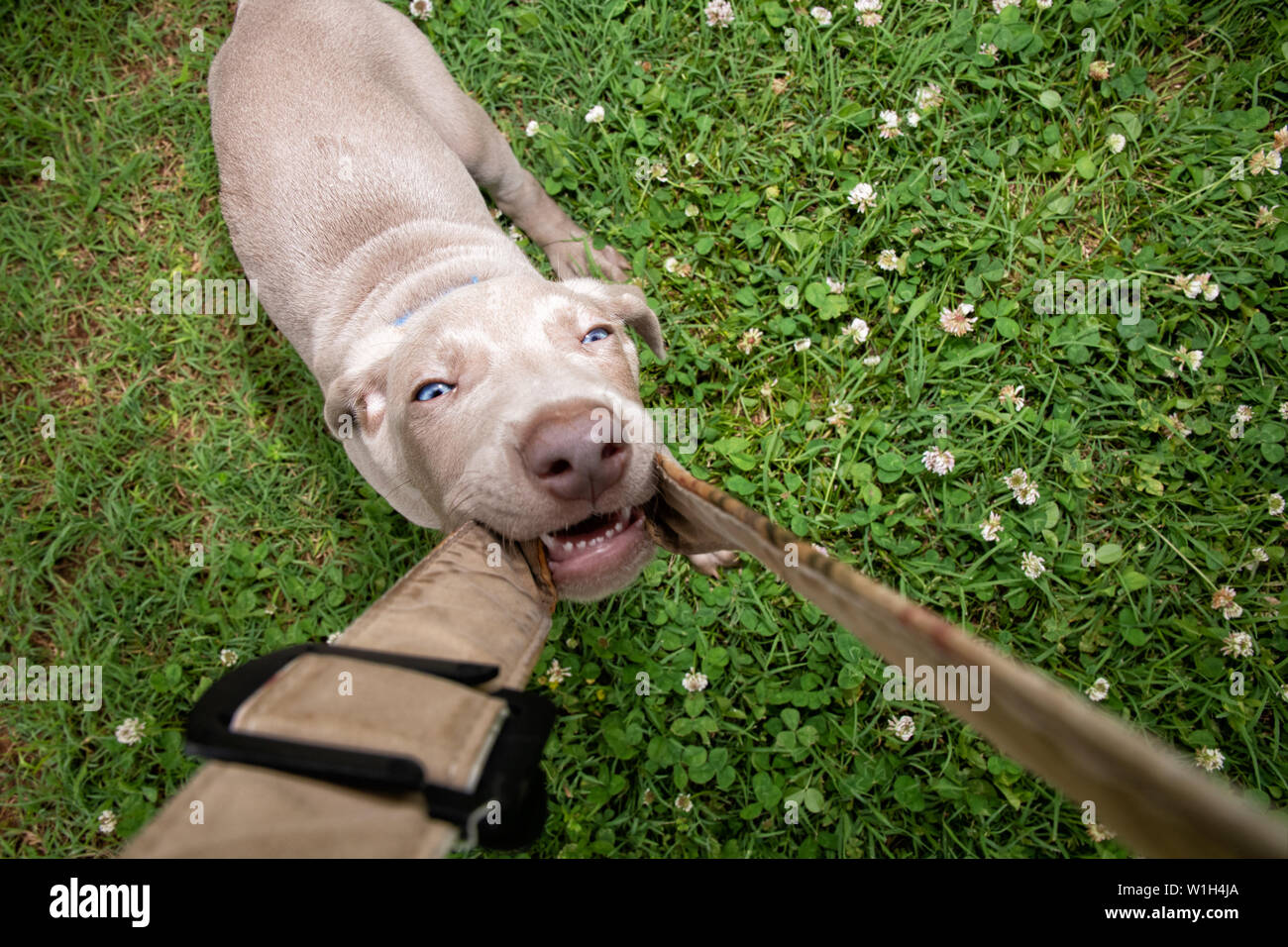 Winzig kleine Weimaraner Welpen ziehen an der Fotograf Kamera Tragegurt Stockfoto