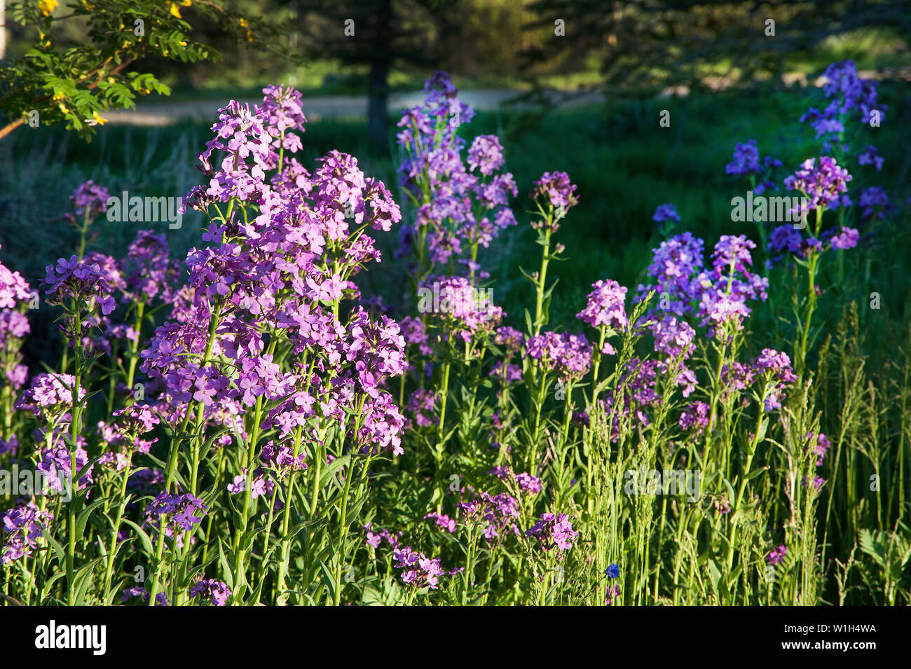 Wildblumen ab Silver Creek in der Nähe von Park City, Utah als brillante violette Farbtöne des Dames Rakete zu blühen in den Sonnenaufgang beleuchtet Stockfoto