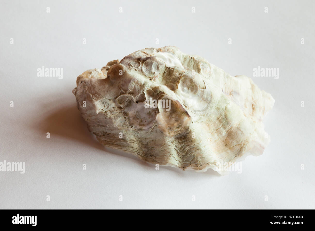 Oyster shell Schärpe auf weißem Hintergrund Stockfoto