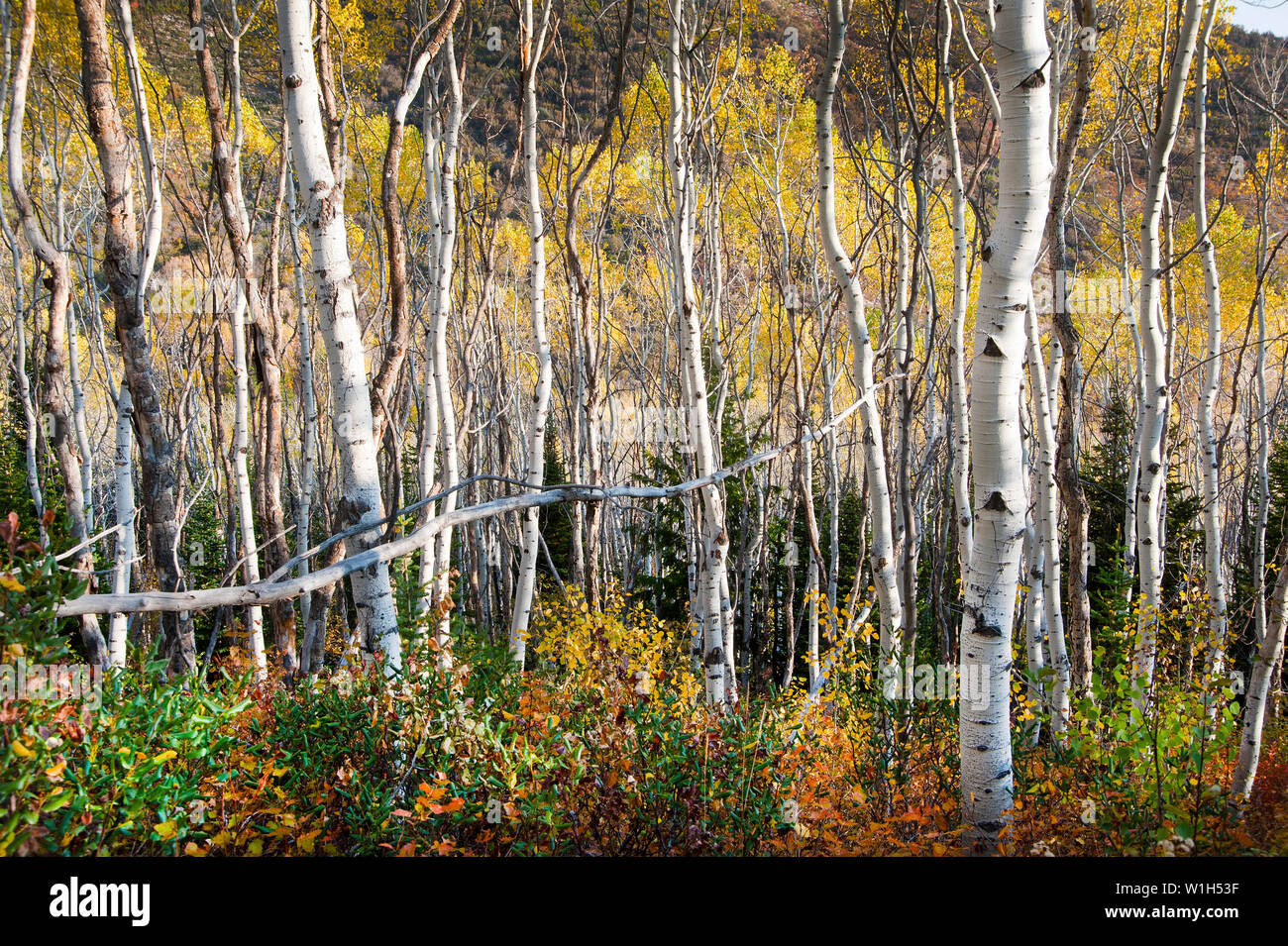 Der Wald wird lebendig bei Tagesanbruch mit glühenden Espen entlang Rob's Trail fallen in Bear Hollow in der Nähe von Park City, Utah. (C) 2012 Tom Kelly Stockfoto