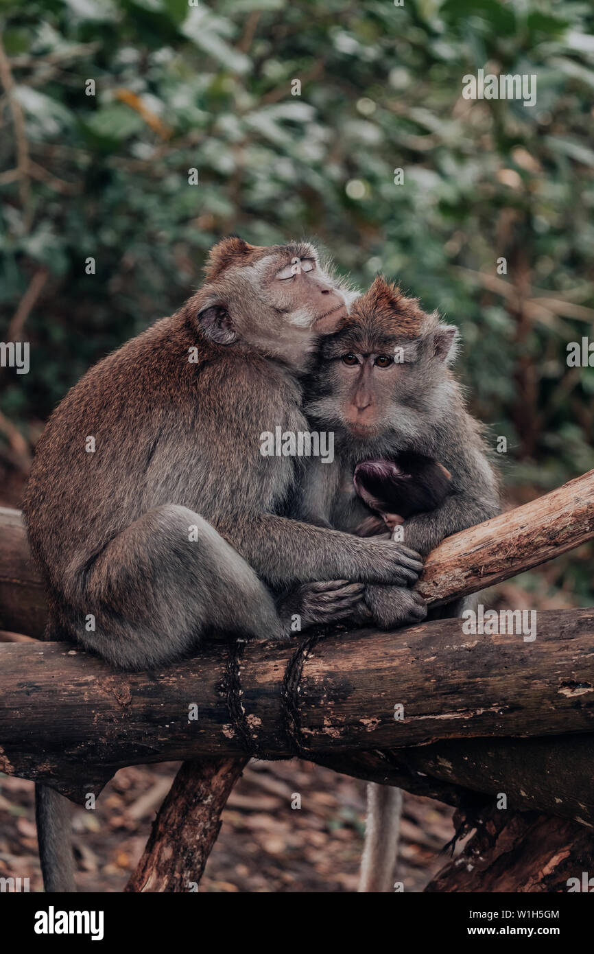 Macaque Affen Familie umarmt, Liebe, während sie ein Baby als ein anderes Baby monkey am Affenwald von Ubud auf Bali, in Indonesien aussieht. Stockfoto