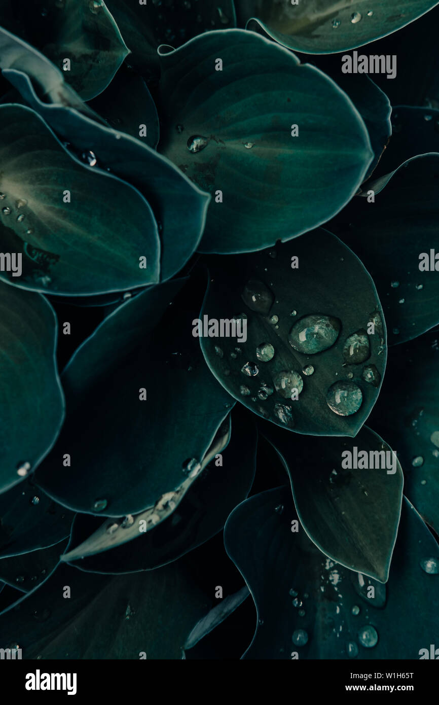 Regen fällt auf Blätter einer Blue Mouse Ears Hosta Werk. Tautropfen, Nahaufnahme, selektiver Fokus, grüne Blätter im Mittleren Westen der USA. Stockfoto
