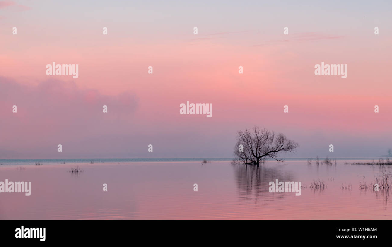 Reflexion eines toten Baum, rosa Wolken und andere Zweige auf einem überfluteten See. Saylorville Lake, in der Nähe von Polk City, Iowa, USA. Blaue Stunde, Nebel, Sonnenaufgang. Stockfoto